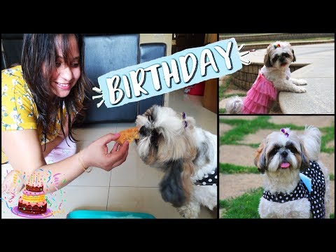 Flurry's Birthday Celebration Vlog 🎂 🎉 | Shih Tzu's BIRTHDAY | Dog Friendly Birthday Cake Recipe