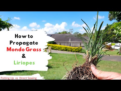How do you Propagate Mondo Grass and Liriopes?
