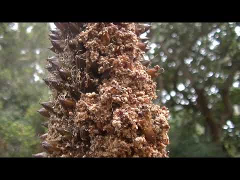 Grass Tree. -  Xanthorrhoea