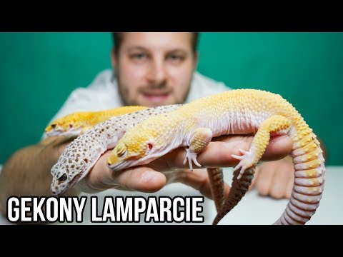 download lagu mp3 mp4 Gekon, download lagu Gekon gratis, unduh video klip Gekon