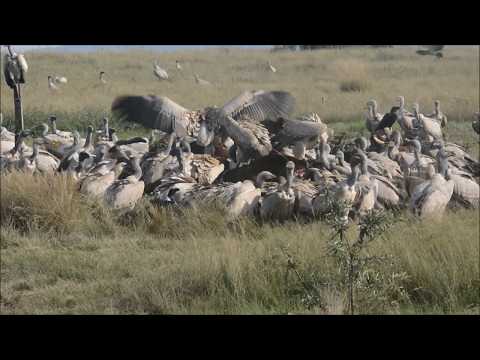 Cape Vultures feeding on 3 bulls at Oribi Vulture Viewing Hide 12th April 2019