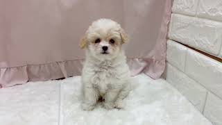 ハーフ犬の動画01