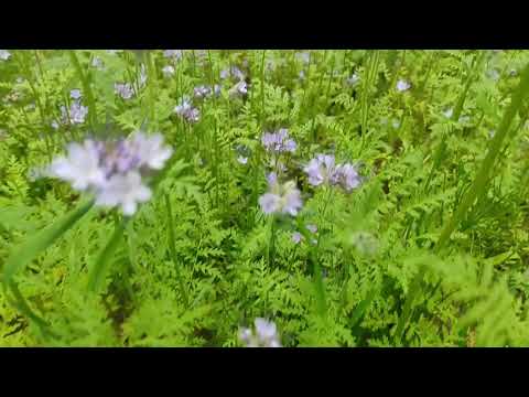 Пчеловодство. Медоносы.Кормамовая база! Посадка фацелии от А до Я. #медоносы #пчеловодство #фацелия