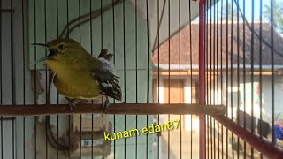 Download lagu Dalam Hitungan Detik,Sirtu jenis Apapun Pasti akan langsung Nyaut Dan ikut Gacor mp3