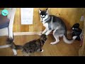 🐱 Hilarious Cats Bullying Innocent Dogs 🐶