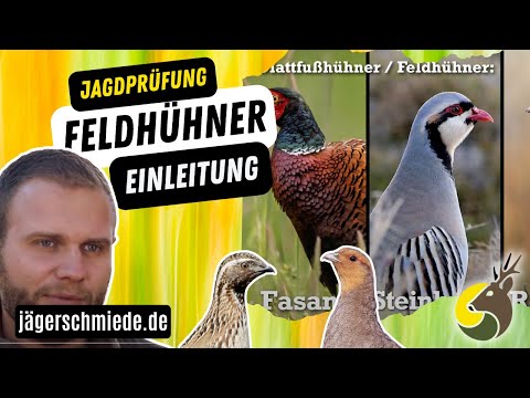 Partridges - Introduction: Pheasant, Rock Partridge, Partridge, Quail