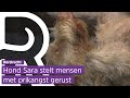 Vaccinatiehond Sara moet prikangst verminderen