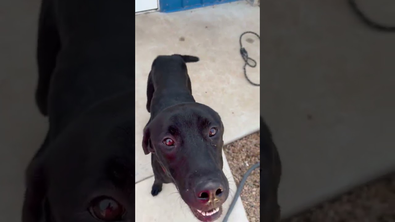 Helios, a Adoptable Black Labrador Retriever in Kingman, KS video 6/6