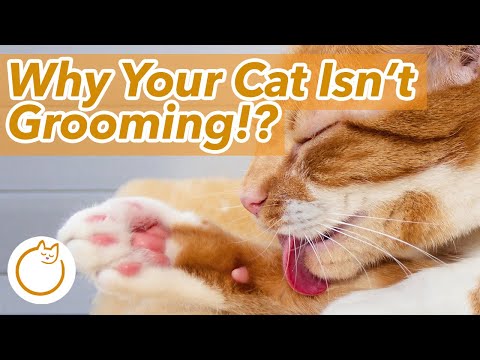 Reasons Your Cat Isn't Grooming - The Last One Is Surprising!