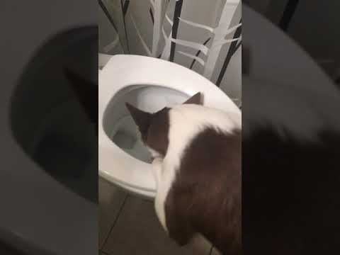 Dog drinking toilet water