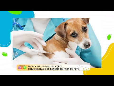 Microchip de identificação: O que é e quais os benefícios para os pets 14 11 2022