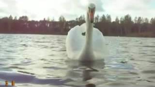 Лебединая верность