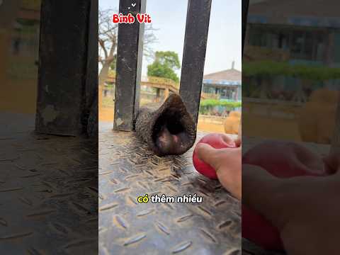 Bố Cho Những Con Rắn Khổng Lồ Ăn Cà Rốt 🙄🐍