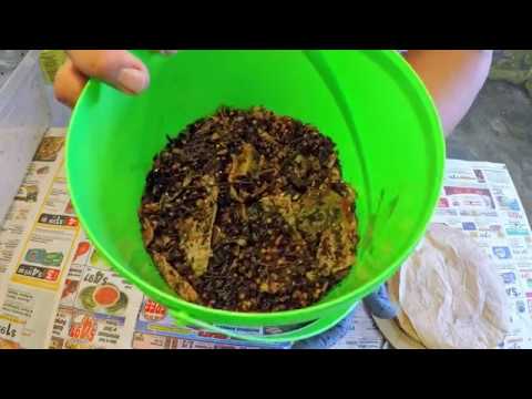 Horizontal feeding switchback in 71 & 100-day old worm bins & something new - vermicomposting