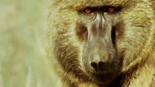 מפגש קטלני עם בבון וגזל | רע טבע | BBC Earth