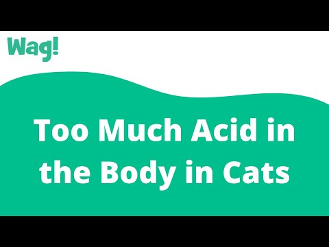 Too Much Acid in the Body in Cats | Wag!