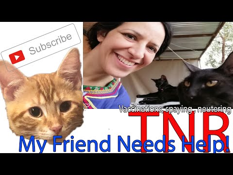 Khadija's Cats #cats #kittens #rescue #trapneuterrelease #sanctuary #Morocco #spay #cutecats #neuter