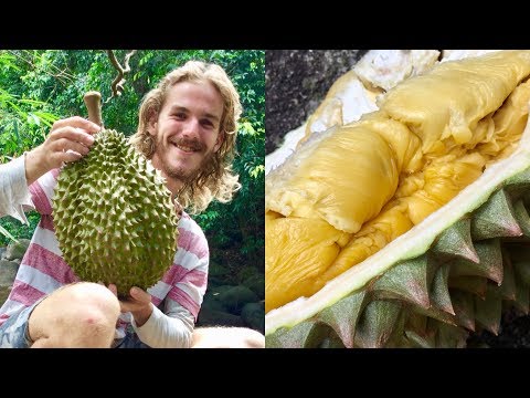 download lagu mp3 mp4 Biggest Durian, download lagu Biggest Durian gratis, unduh video klip Biggest Durian