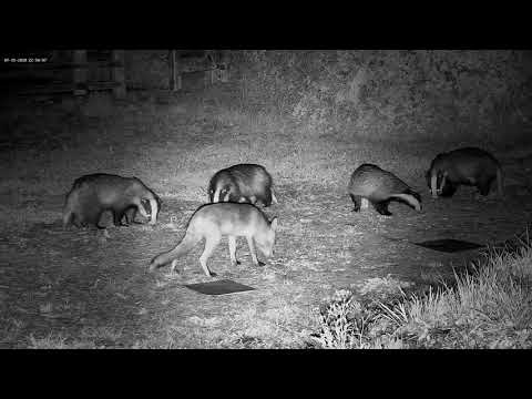 Grumpy growly badger - with sounds