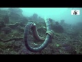 蛇吞鰻