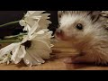 Ever Wondered What a Hedgehog Sounds Like?