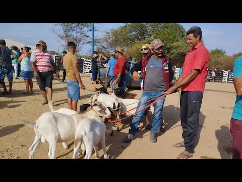 Feira de animais no socorro (01/02/2026)