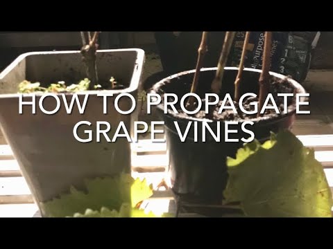 , title : 'How To Propagate Grape Vines, Grape Vine Cuttings, Plant Propagation'