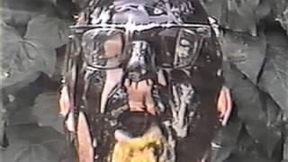 Tera Melos &quot;The Skin Surf&quot; (Official Video)