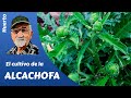 𝗔𝗟𝗖𝗔𝗖𝗛𝗢𝗙𝗔 The Complete Cultivation Of Artichokes