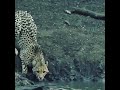 Nayak Nahi Khalnayak Hoon Main Tendua Vs Magarmachh Sher Vs Crocodile Renault Kigger