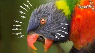 Agresja u papug - hormony, zły dotyk i inne przyczyny