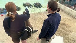 New England Aquarium Seal Handstands