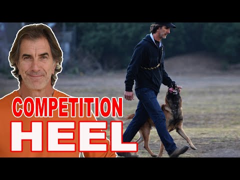 HOW TO Train Your Dog To HEEL! FIRST STEPS! - YouTube