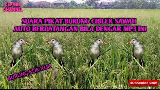 Download lagu Suara Pikat Burung Ciblek Sawah/klik klik ribut mp3 mp3