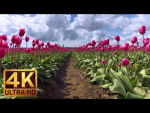 Spring Flowers in 4K (Ultra HD) - Skagit Valley Tulip Festival, WA | Short Preview, Episode #5
