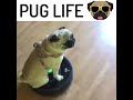AFV Classics Funny Pugs