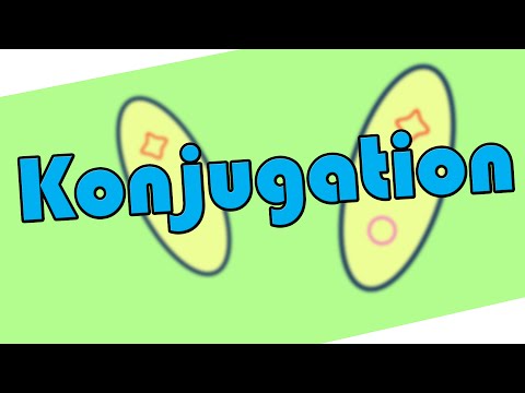 Konjugation – Biologie │EinfachBio