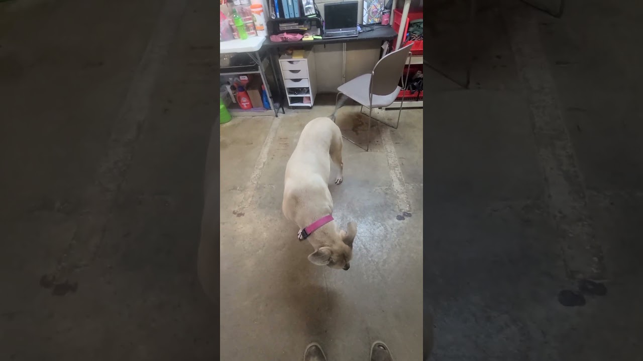 Enlarge Athena, a Adoptable mixed breed in Easton, PA video 5/5