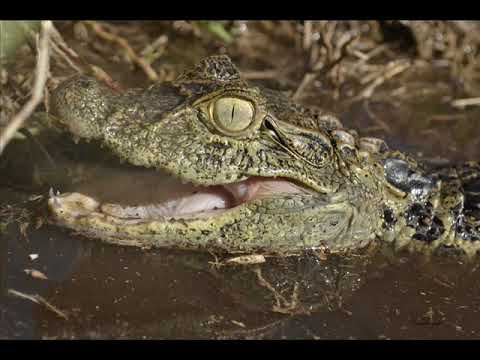 Mitha Talahatu feat Evert Titahena - Thank you for Love