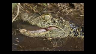 Download lagu Mitha Talahatu feat Evert Titahena - Thank you for Love mp3