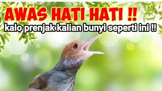 Download lagu REVIEW Suara Prenjak Starter/Nyetarter#prenjakkepalamerah Bersama @kicaustrike mp3 Download lagu REVIEW Suara Prenjak Starter/Nyetarter#prenjakkepalamerah Bersama @kicaustrike mp3