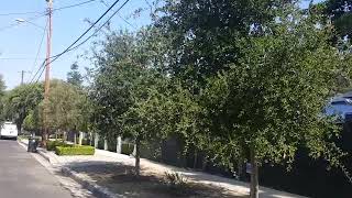 Are You Caring for Trees or Killing Them?