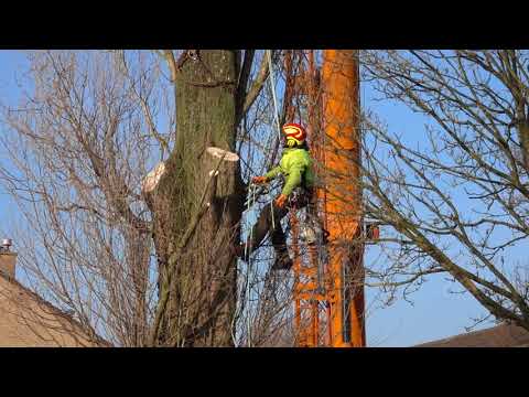 2 3 2018 Bomen worden gekapt in Woubrugge