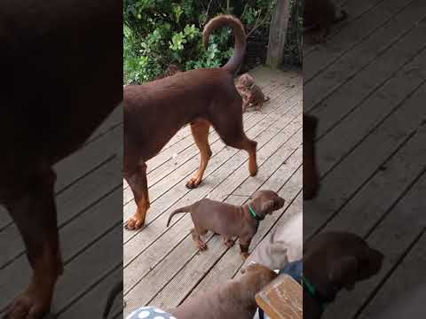 dobermann pups 10/05/21