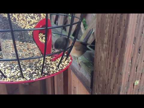 Cute Junco Eating from the Wrong Feeder