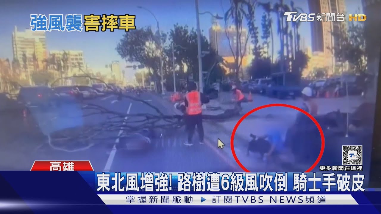 東北風增強!高雄路樹遭6級風吹倒 機車騎士手臂破皮