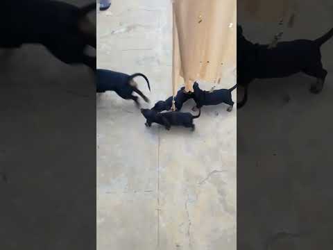 cute black puppies