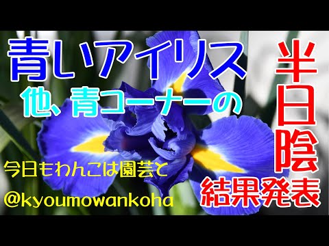 園芸 シベリアンアイリス