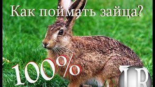 Как летом ловить зайца на петлю