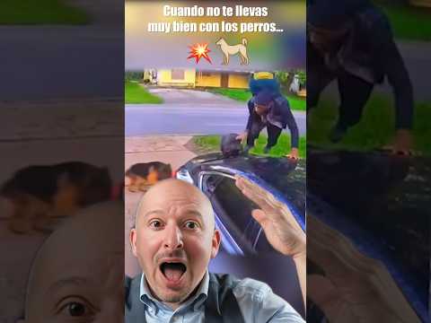 Cuando no te llevas muy bien con los perros… 🐶
